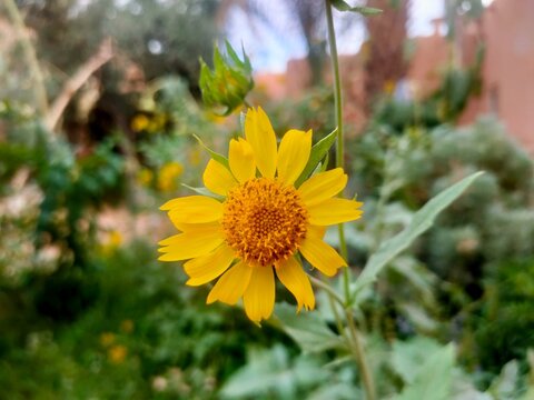 Golden Crownbeard (Verbesina encelioides) Yellow Wildflower Close-Up
