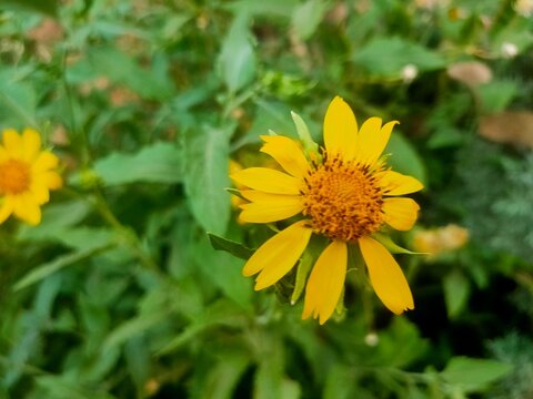Golden Crownbeard (Verbesina encelioides) Yellow Wildflower Close-Up