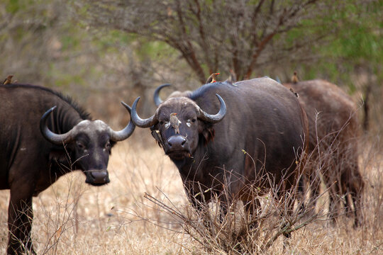 Three Cape buffalo (Syncerus caffer) standing in the bush with Red billed oxpecker (Buphagus erythrorynchus) birds, Kruger National Park, South Africa