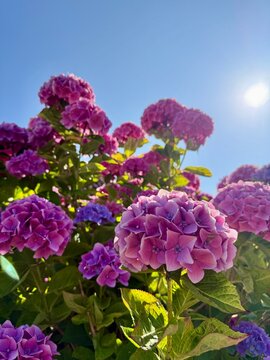 Close-up of Pink and purple hydrangeas growing in a garden on a summer day, Samsoe, Jutland, Denmark