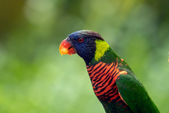 Close-up side view of a male rainbow lorikeet in front of a green background