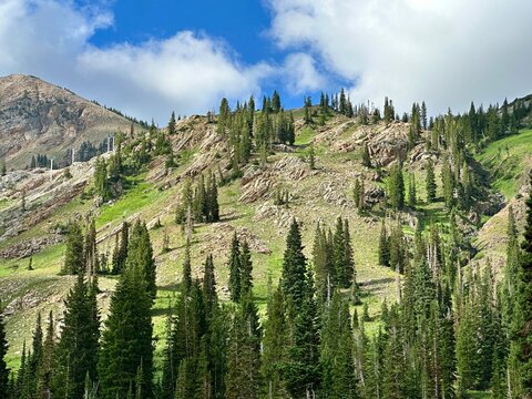 Conifer trees (Evergreens) growing on the glacially-carved Wasatch Mountains, Little Cottonwood Canyon, Alta, Utah, USA