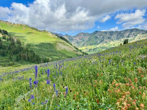 Wildflowers growing in an alpine meadow on a summer day, Albion Basin, Little Cottonwood Canyon, Salt Lake City, Utah, USA