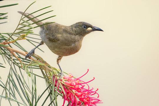Close-up side view of a wild white-gaped honeyeater (Lichenostomus unicolor) perched on a Spider flower (Grevillea) with plain background, Queensland, Australia