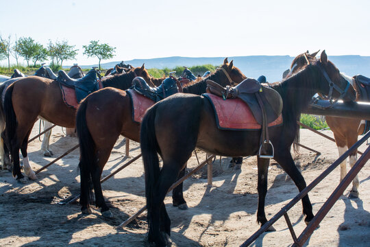Rows of Saddled Horses lined up on a sunny morning, Cappadocia, Anatolia, Turkey