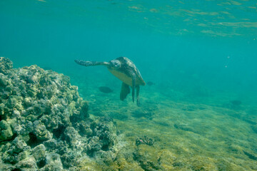 Green sea turtle swimming underwater off of Hawaii © willtu