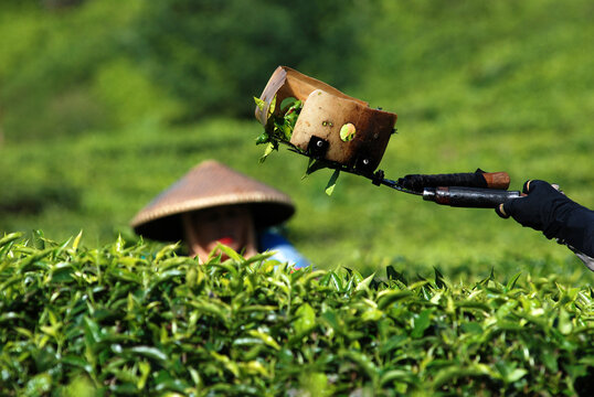 Defocussed view of a person wearing a caping picking tea leaves in a tea plantation, Western Java, Indonesia