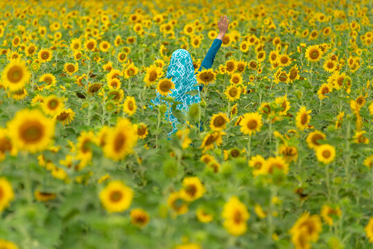 Rear view of a woman with her arm in the air standing in a sunflower field in full bloom, Lopburi, Chao Phraya Basin, Thailand