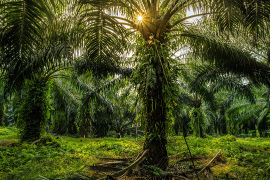 Palm oil Trees growing in an oil palm plantation, Indonesia
