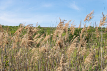 Obraz premium Common reed grass swaying in the wind under blue sky nature background