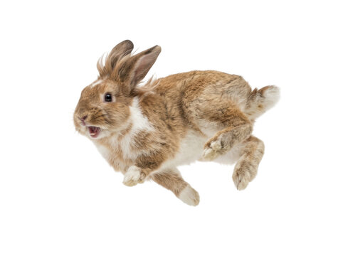 A cute brown and white rabbit jumping and running fast isolated on transparent background