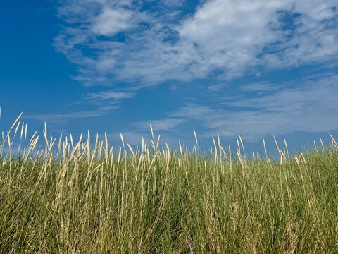 Long grass growing on a sandy beach on a summer day, Samsoe, Jutland, Denmark