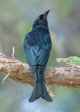Close-up rear view portrait of a wild spangled drongo (Dicrurus bracteatus) perched on a paperbark tree (Melaleuca viridiflora) branch in a woodland looking up, Australia