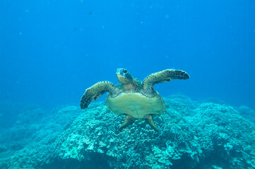 Green sea turtle swimming underwater off of Hawaii © willtu