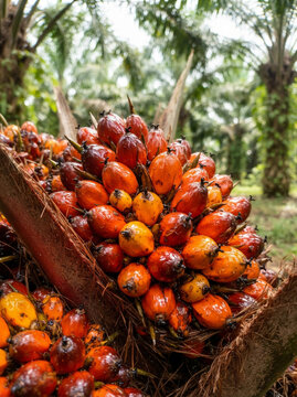 Close-up photo of an oil palm.