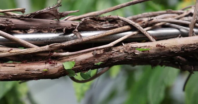 Leafcutter ants carrying green foliage along dry wooden branches in close-up side view macro detail.