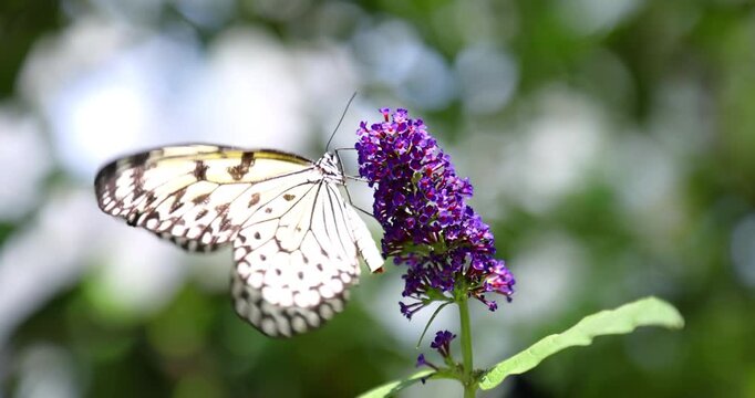 Paper kite butterfly resting on purple buddleja bush flower in close-up side view with soft blurred bokeh background.