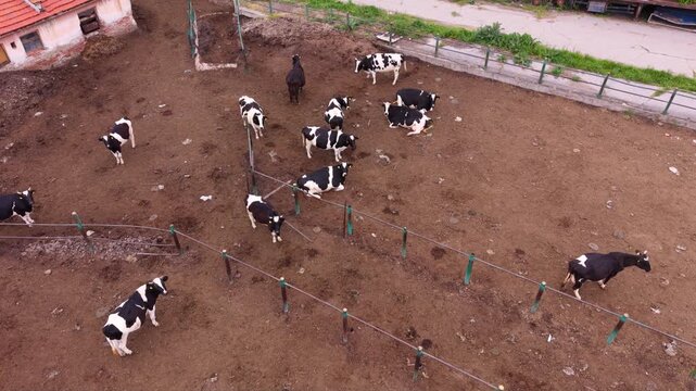 Aerial view of black and white dairy cattle resting and standing inside a fenced farm enclosure, showing livestock management and agricultural animal husbandry.