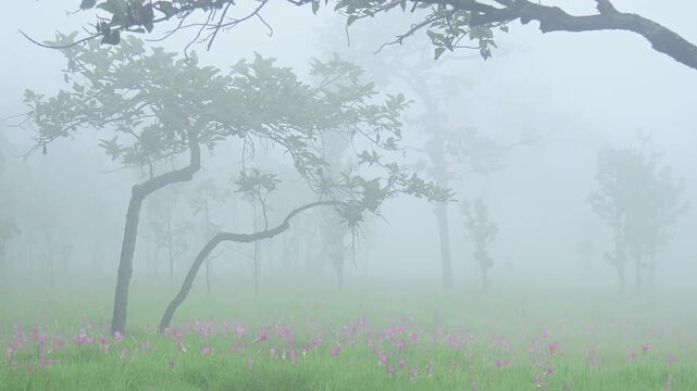 Siam Tulip pink flower blooming in forest mountain at Sai Thong National Park Chaiyaphum province Thailand.Unseen in Thailand on rainy season thailand