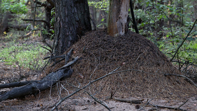 Ant hill in forest setting