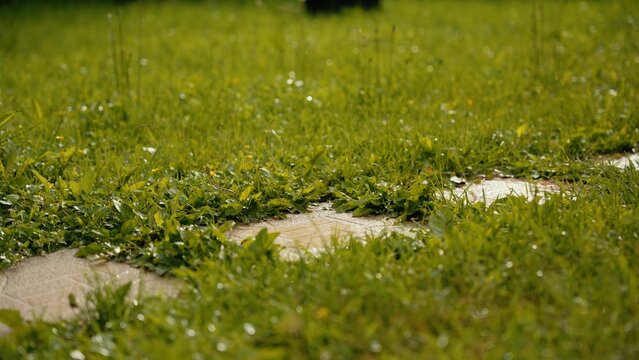 Lush green grass and dandelions growing around a winding stone path, creating a natural scene emphasizing growth and the journey ahead