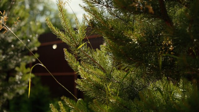 Pine tree branches with fresh green needles are glistening with dew drops, bathed in bright morning sunlight, creating a vibrant and refreshing natural scene