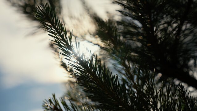 Pine tree needles creating a natural frame while catching bright sun light, showcasing the serene beauty of a forest environment and providing a peaceful, relaxing backdrop