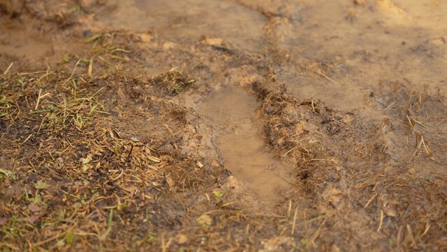 Muddy ground featuring deep tire tracks filled with standing water after rain, indicating difficult terrain and challenging conditions for vehicles