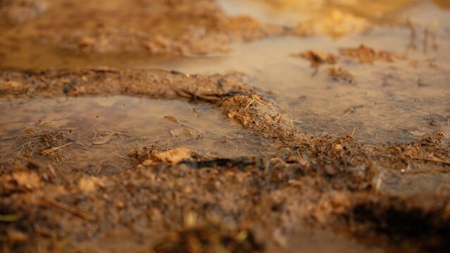 Brown mud and water mixing, forming a wet, textured puddle on the ground, reflecting natural light and showing the impact of recent rain or flooding