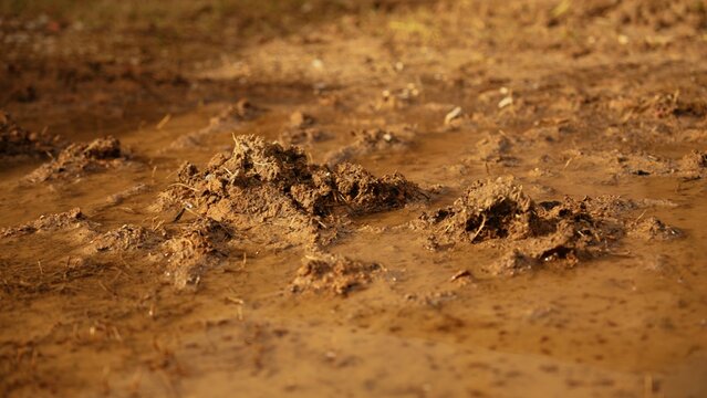 Wet mud creating puddles and showcasing rich brown soil texture on the ground, reflecting environmental conditions and natural terrain