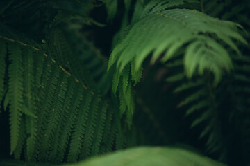 Dark green fern leaves growing in nature © Iryna