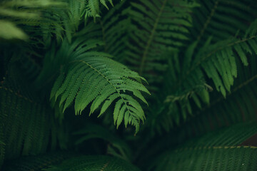 Green fern leaves growing in a natural forest © Iryna