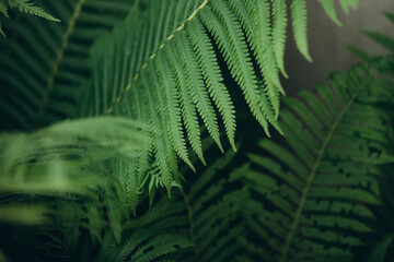 Green fern leaves creating a natural background pattern © Iryna