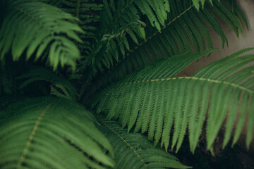 Green fern fronds creating a natural tropical background © Iryna