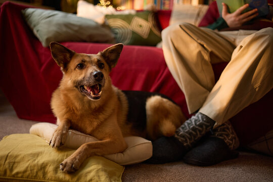 German Shepherd mix dog lying on floor pillows next to Caucasian man reading book on sofa. Image represents pet companionship and cozy home life, suitable for pet care marketing