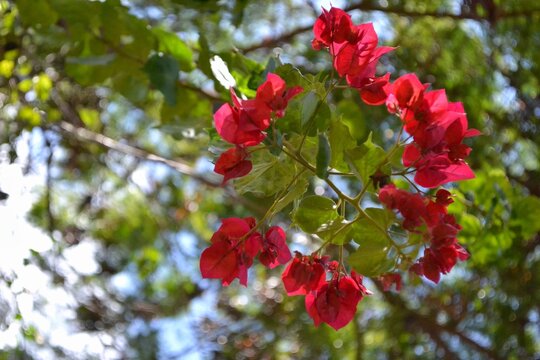Flores de Bougainvillea Iluminadas por Tr&aacute;s pelo Sol