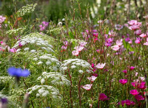 Wide variety of biodiverse, bee-friendly, colourful flowers growing at Wisley garden, Woking, Surrey, UK.