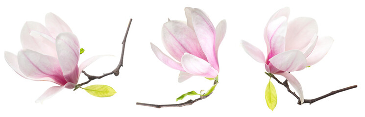Fototapeta premium Delicate magnolia flowers isolated on white, set