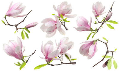 Delicate magnolia flowers isolated on white, set © New Africa