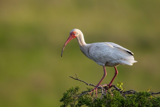 Adult white ibis perched in a coastal wetland, displaying its distinctive white plumage and curved red bill in natural habitat.