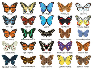 Obraz premium A collection of twenty five colorful butterfly species illustrated in a grid.