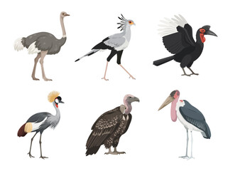 Obraz premium A collection of six distinct African bird species illustrated in a detailed vector style.