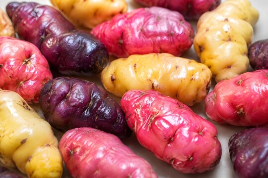 Fresh Ulluco Tubers Scatter with Glossy Pink Yellow and Purple Skins Under Diffused Light Photography