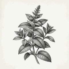 Mint Leaves Botanical Engraving Vector Illustration © putri