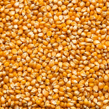 Popcorn kernels, with a uniform texture and intense yellow color, ideal as a background for food photography.
