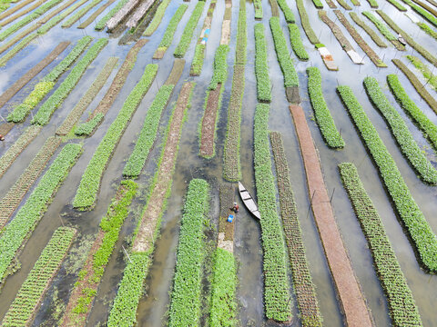 Aerial view of floating vegetable gardens in Nazirpur, with a farmer in a small wooden boat tending to crops in Nazirpur, Barisal Division, Bangladesh.