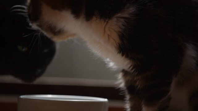 のんびりとひなたぼっこしていたいキジ猫と、ごはんを食べる黒猫
