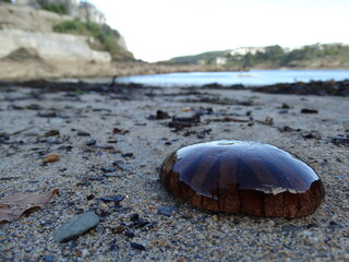 jellyfish on the seashore © Alderado