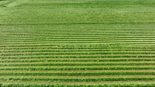 Title: Aerial drone flying forward over freshly mown hay field in Ireland