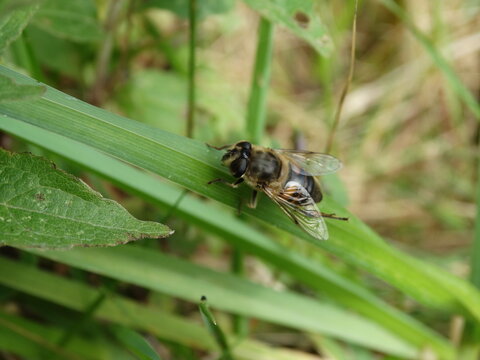 bee crawling on leaf